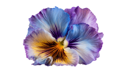 A close-up shot of a vibrant pansy, showcasing detailed petals with a mix of colors against black
