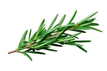 Fototapeta premium A sprig of vibrant green herb with needle-like leaves against a stark black background