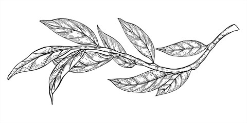Monochrome curved branch with leaves vector illustration painted by black inks. Etching drawing of plum, peach, walnut or almond tree twig. For invitation, greeting card design, herbal product label © Masha_tolk_art