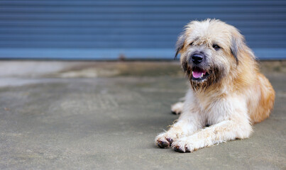 Muttdog, Happiness, relax and dog , pet and cheerful with fur, summer and carefree. A fluffy white-gray dog covers its face.
