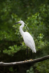 A Little White Egret (Egretta Garzetta) On A Branch