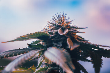 Cannabis Plant with Flowering Bud and Serrated Leaves on Gradient Background