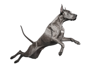black bull terrier
