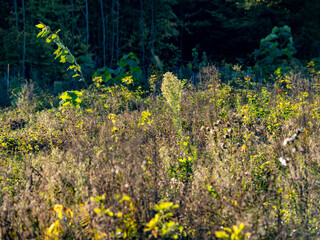 Wiederaufforstung im herbstlichen Mischwald
