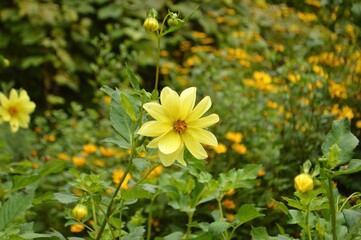 Vibrant yellow dahlia flower in full bloom amidst lush greenery.