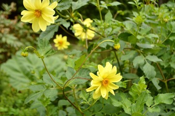 Obraz premium Vibrant yellow dahlia flowers blooming in a lush green garden setting.