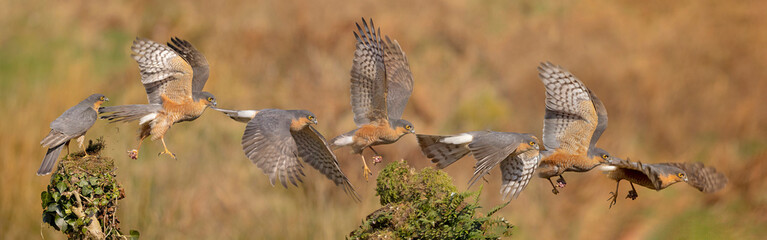 Sparrowhawk in flight
