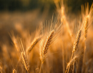 Golden wheat field at sunset, a harvest of abundance and prosperity, perfect for agricultural branding, organic food packaging, and warm, inviting marketing campaigns