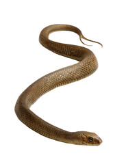 Obraz premium snake on white background