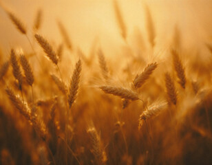 Golden wheat field glowing in warm sunlight, perfect for agriculture, harvest or natural food themes, evoking peace and abundance, ideal for websites