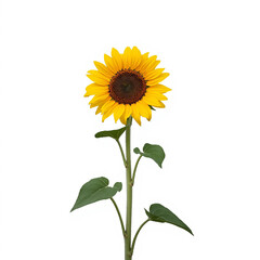 sunflower isolated on white