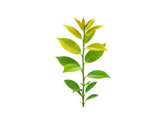 Green leafy plant isolated on transparent background, fresh foliage branch for botanical design and natural decoration PNG