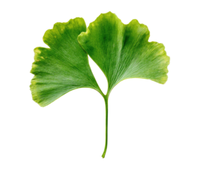 Isolated close-up of a vibrant green, fan-shaped leaf against a stark black background