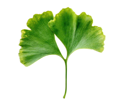 Isolated close-up of a vibrant green, fan-shaped leaf against a stark black background