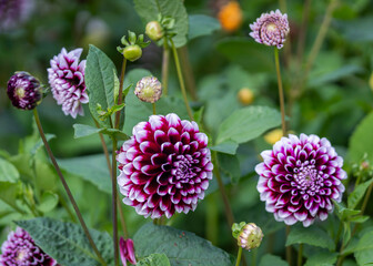 White tipped double purple flowers of the decorative summer flowering tuber, Dahlia 'Edinburgh'. Purple and white 'Edinburgh' dahlia flower.  © Kaja