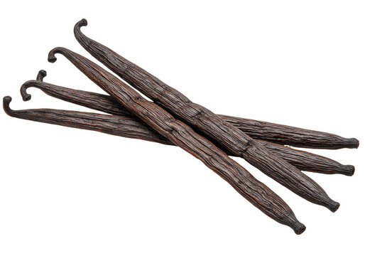 Aromatic vanilla beans isolated on transparent background, dark brown pods for gourmet cooking and baking flavoring