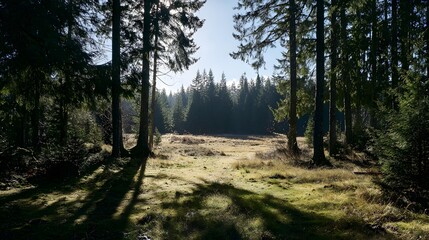 Fototapeta premium A serene woodland scene unveils a sunlit clearing framed by towering trees, their long shadows cast across the vibrant green mossy ground.