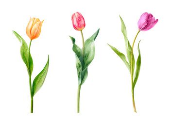Obraz premium Watercolor bouquet of yellow and pink tulips with green leaves. Spring floral illustration isolated on white