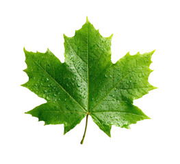 Vibrant green maple leaf with water droplets against a stark black background