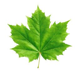 Close-up of a vibrant, serrated-edged green leaf set against a stark black background