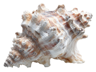 Large, intricately textured seashell isolated against a black background, detailed lighting