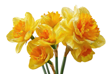 Close-up of a cluster of vibrant yellow double daffodil flowers with orange cups and green stems