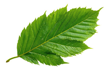 Vibrant, close-up shot of a single, jagged-edged green leaf against a stark black background