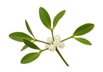 Mistletoe branch with green leaves and white berries isolated on transparent background, traditional Christmas decoration PNG