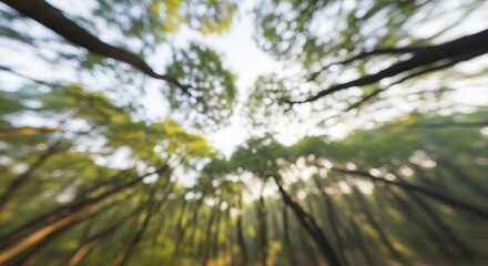 A Tranquil Forest Canopy Blurring the Lines Between Earth and Sky