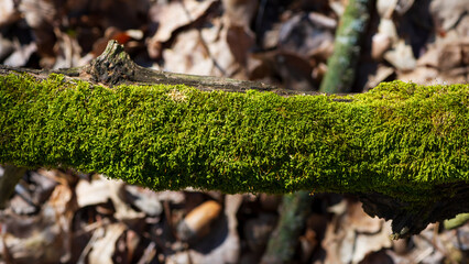 An old tree branch covered with green moss.