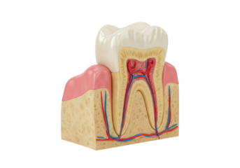 Detailed tooth cross-section model isolated, anatomical representation of dental structure for educational and medical purposes