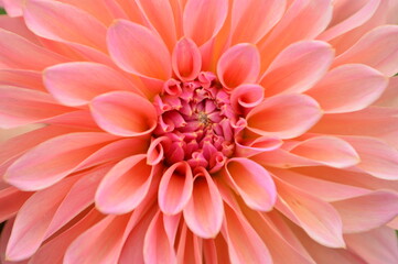Close-up of a vibrant peach 
