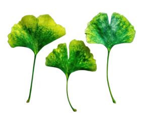 Three detailed ginkgo leaves with a distinctive fan-like shape and vibrant green hues against black