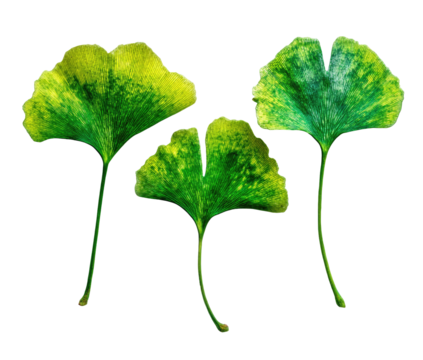 Three detailed ginkgo leaves with a distinctive fan-like shape and vibrant green hues against black
