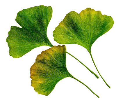 Close-up of three bright green fan-shaped leaves with detailed veining, isolated on black - Powered by Adobe