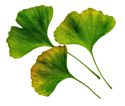 Close-up of three bright green fan-shaped leaves with detailed veining, isolated on black
