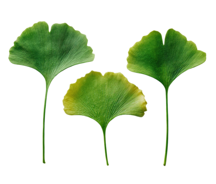 Three fresh, green fan-shaped leaves against a black background - Powered by Adobe