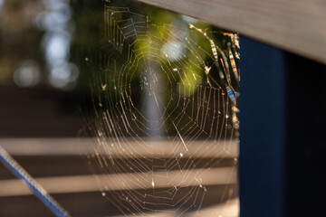 A Captivating Spider Web Glimmering in the Sunlight with a Beautiful Background of Nature and Colorful Bokeh Effects Creating a Stunning Visual Delight for Nature Enthusiasts