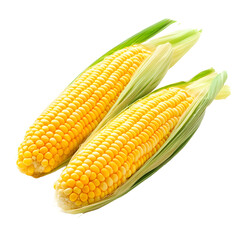 Freshly Cooked Golden Yellow Sweet Corn Cobs Ready to Eat