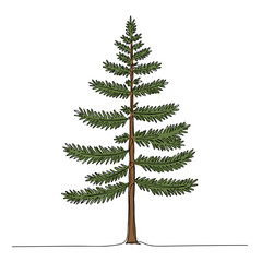 Evergreen tree illustration with detailed green foliage and trunk  