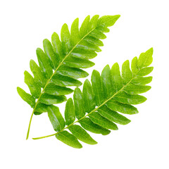 Fresh Vibrant Green Tamarind Leaves Isolated on White Background