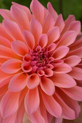 Fototapeta premium Close-up of a vibrant pink