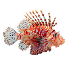 Vibrant Lionfish with Striking Red and White Stripes in Coral Reef