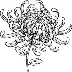 Detailed chrysanthemum flower line drawing, black and white botanical illustration, serrated leaves, hand-drawn floral sketch, elegant nature art, vector design