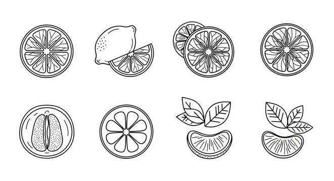 Hand drawn citrus fruit slices and segments isolated on sketchy style vector