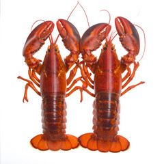Premium Gourmet Seafood: Cooked Atlantic Lobster Dinner Concept