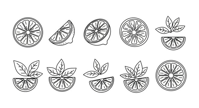 Hand drawn citrus slices and leaves collection fresh organic fruit elements for design and decoration vector