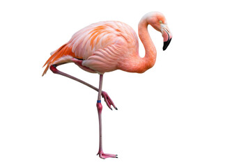 Pink flamingo standing on one leg isolated PNG, tropical bird with vibrant plumage on transparent...