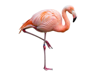 Pink flamingo standing on one leg isolated PNG, tropical bird with vibrant plumage on transparent background