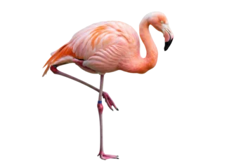Fotobehang Flamingo Pink flamingo standing on one leg isolated PNG, tropical bird with vibrant plumage on transparent background  © Matteo